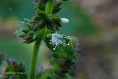 Pogostemon purpurascens